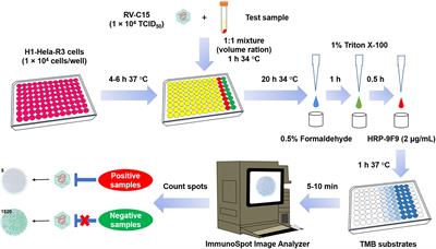 Development of a rapid neutralization testing system for Rhinovirus C15 based on the enzyme-linked immunospot assay